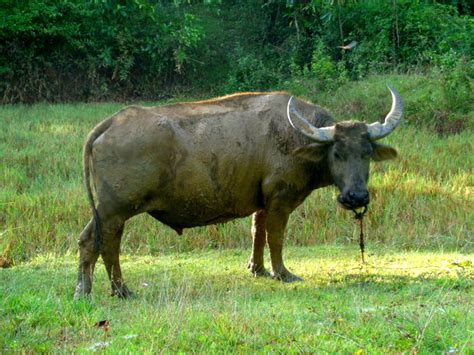 picture ng kalabaw|Facts About Carabao (Kalabaw) Philippines Buffalo .